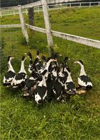 Verkaufe Warzenenten Flugenten Enten Bayern - Haag in Oberbayern Vorschau