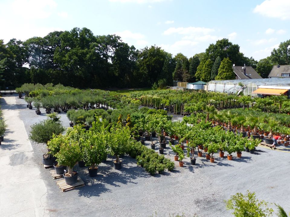 samstags Lagerverkauf Palme Olive Feige mediterrane Pflanzen in Goch