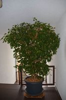 Ficus Benjamini ca. 30 Jahre alt Baden-Württemberg - Freiburg im Breisgau Vorschau