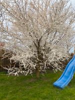 Mirabellenbaum Obstbaum Marille Mirabelle Steinobst super lecker Niedersachsen - Lengede Vorschau