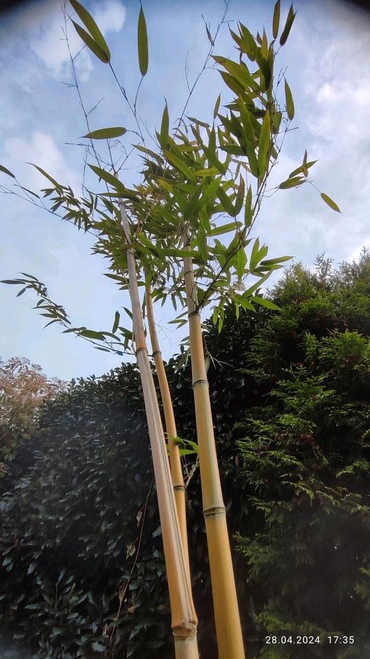⭐ Riesiger Bambus Ca 4 m ⭐ in Bochum