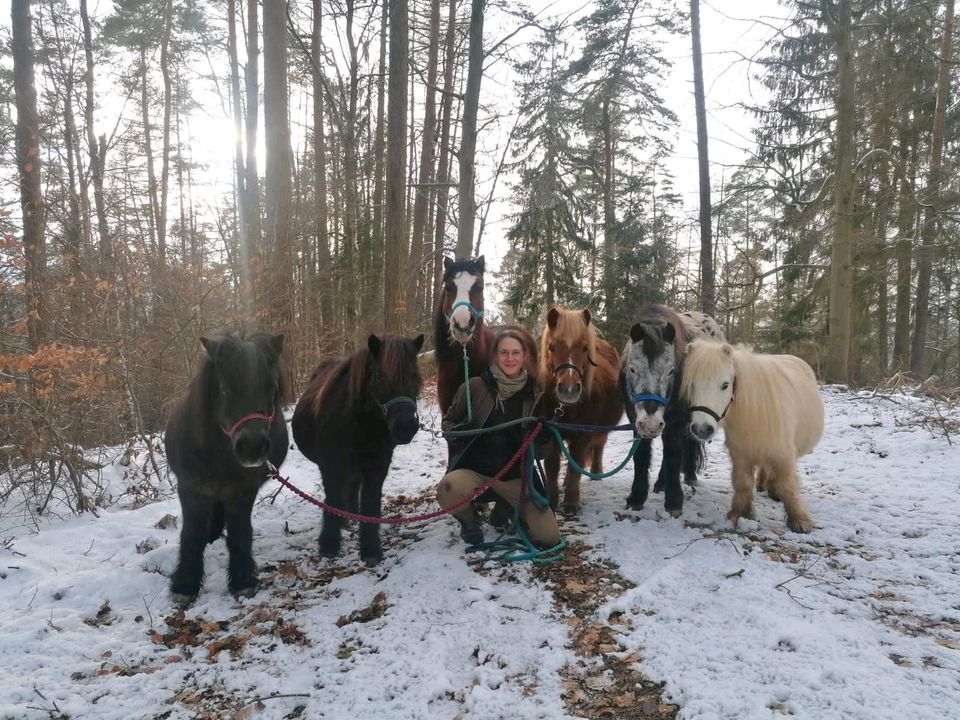 Reitbeteiligung / Pflegebeteiligung Pony in Nentershausen