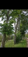 Wald und Wiesen Grundstück Thüringen - Schleiz Vorschau