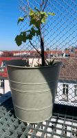 Vibrant Red Currant Plant in Decorative Pot Pankow - Prenzlauer Berg Vorschau