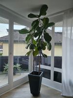 Ficus Lyrata Zimmerpflanze Niedersachsen - Osnabrück Vorschau