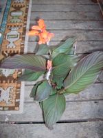 Canna indica indisches blumenrohr pacific beauty special Baden-Württemberg - Frickingen Vorschau