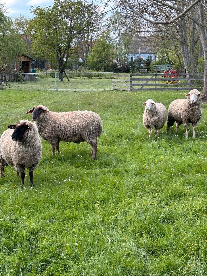 Vier weibliche Schafe abzugeben in Wallichen