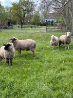 Vier weibliche Schafe abzugeben Thüringen - Wallichen Vorschau