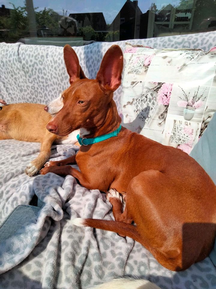 BOLT Podenco Maneto Rüde Tierschutz Hund in Norden