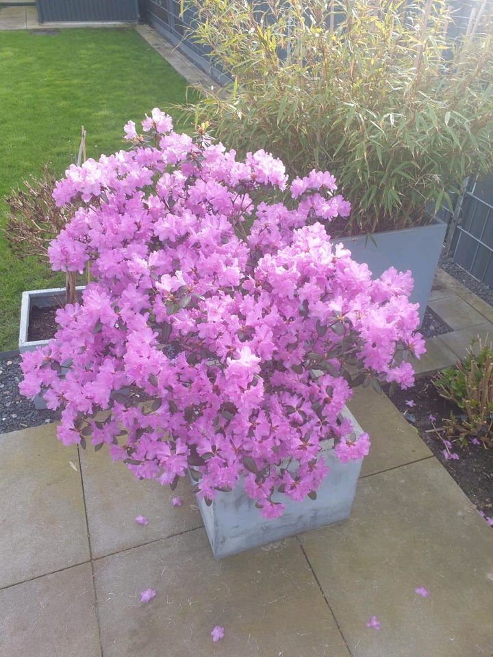 Rhododendron pink/lila Gartenpflanze in Dinslaken