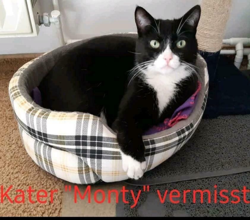 Kater "Monty" schmerzlich vermisst in Lauchhammer