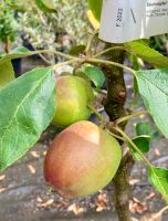 Apfelbäume in großer Auswahl! zB. Elstar, Boskoop und viele mehr! Niedersachsen - Oldenburg Vorschau