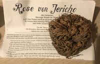 Rose von Jericho. (Die Christrose ) Sachsen - Zwickau Vorschau