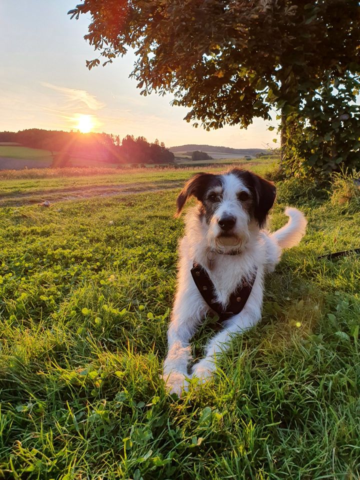 Hütehund - Mischling GUSTL in Penzberg