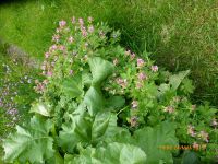 Katzenschreckpflanze, rosa Storchschnabel Baden-Württemberg - Rottenburg am Neckar Vorschau