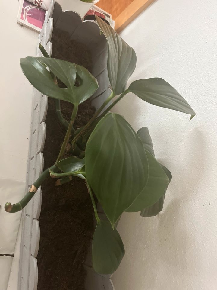 Philodendron Dragon Tail in Schweich