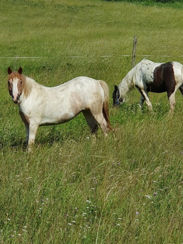 Reitbeteiligungen zu vergeben in 74423 Obersontheim in Obersontheim