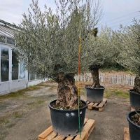 Olivenbaum Olea europea Bonsai Gartenpflanze Hessen - Wiesbaden Vorschau