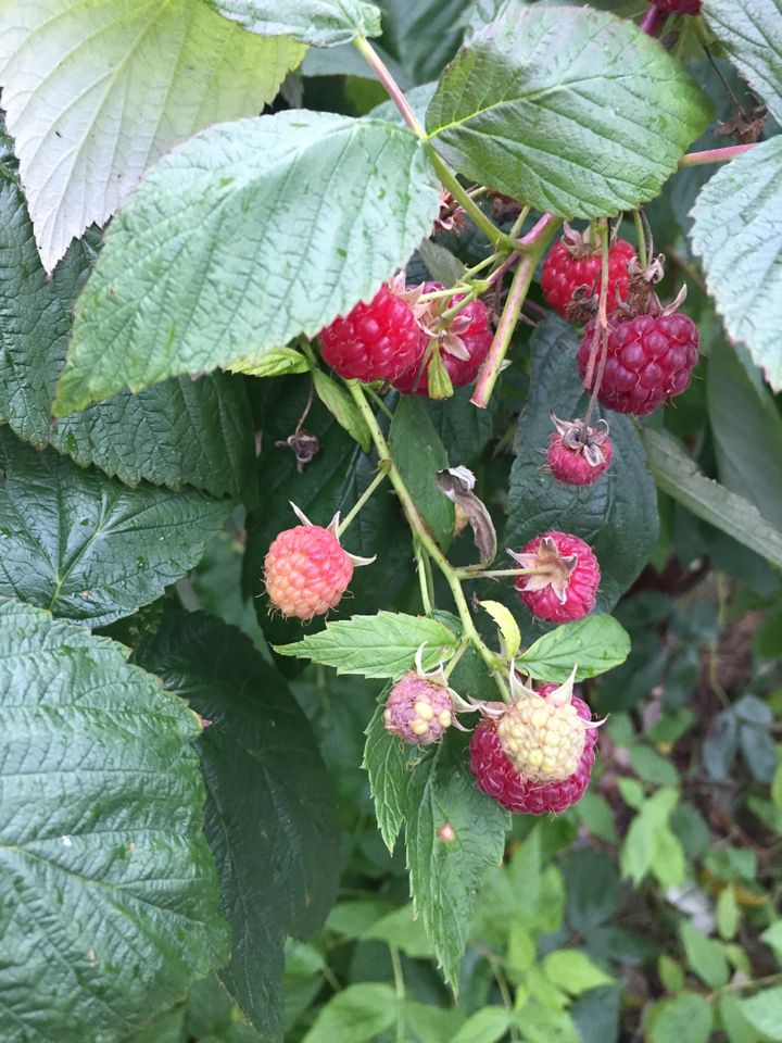 Himbeeren Ableger, Jungpflanzen, in Lübeck