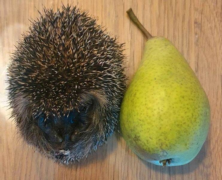 Igel gefunden Igelhilfe Tierhilfe Igelpflege Pflegestelle in Voerde (Niederrhein)