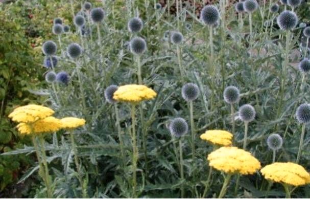 Kugeldistel- Echinops - Bienenweide in Leinzell