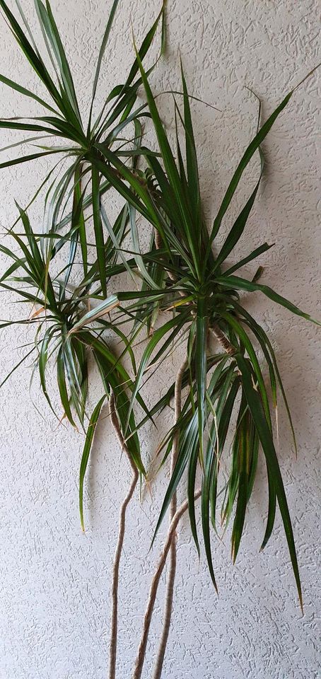 Dracena, Drachenbaum mit Weidenkorb Übertopf und Deko in Neuwied