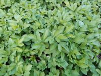Giersch Heilpflanze für Pesto, Smoothie ähnlich Petersilie Sachsen - Kesselsdorf Vorschau