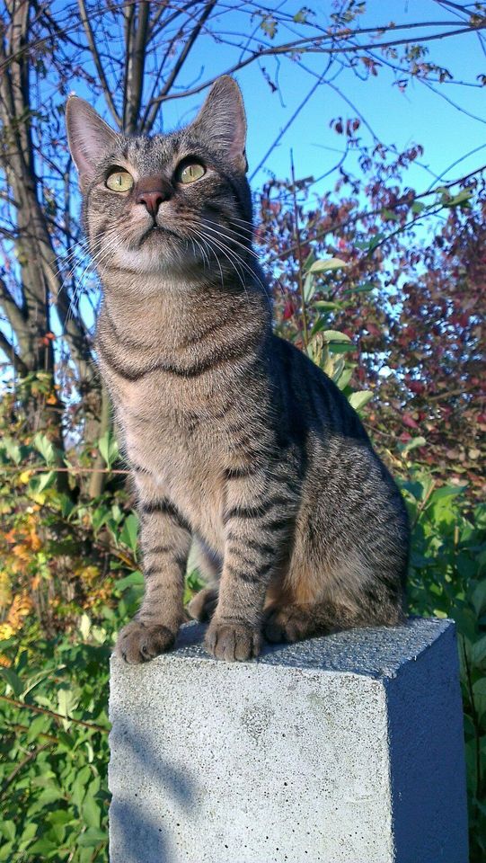 getigerter Kater Knopf vermisst in Alzey