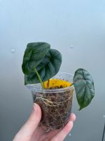 Alocasia Sinuata Babypflanze Altona - Hamburg Lurup Vorschau