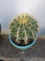 Kaktus Ferocactus glaucescens mit Topf Sachsen - Borna Vorschau