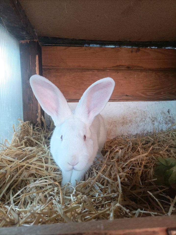 Kaninchen, Weiße Wiener Mix Ranmler in Elmshorn