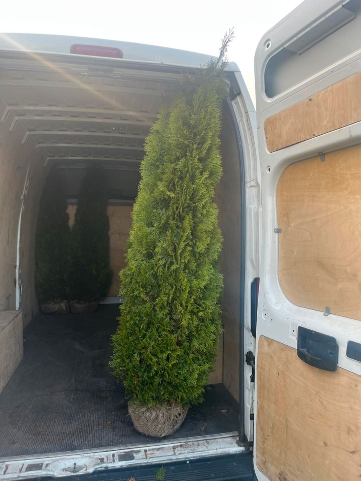 LEBENSBAUM THUJA SMARAGD BRABANT TOP HECKPFLANZEN in Kempten