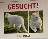 Katze weiss vermisst- Rostock Neuer Friedhof Rostock - Südstadt Vorschau