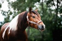 Pflege-/Reitbeteiligung auf Westernpony Leipzig - Gohlis-Nord Vorschau