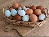 Frische Eier von glücklichen Hühnern Nordrhein-Westfalen - Dorsten Vorschau