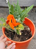 Türkischer Riesenmohn im Topf Baden-Württemberg - Besigheim Vorschau