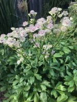 Große Sterndolde weiß/helles rosé ABLEGER Astrantia major Baden-Württemberg - Neuried Vorschau