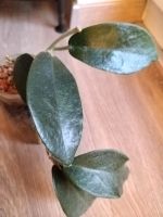 Hoya sp. (ähnlich ex albiflora) behaarte Blätter Berlin - Rudow Vorschau