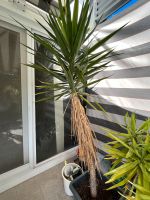 Yucca Palme ca. 270 cm groß Baden-Württemberg - Wiernsheim Vorschau