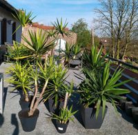 Palme, Yucca Palmen, Riesen-Palmlilie, Pflanze Niedersachsen - Melle Vorschau
