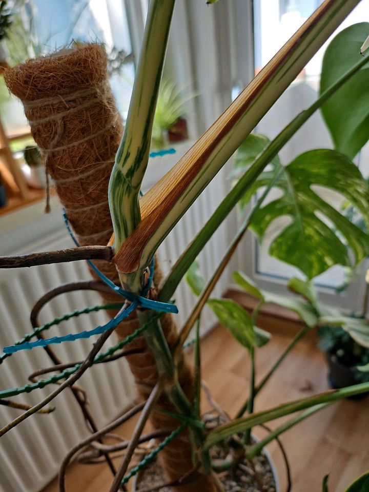 Monstera Variegata inkl. lechuza Pot in Bremen