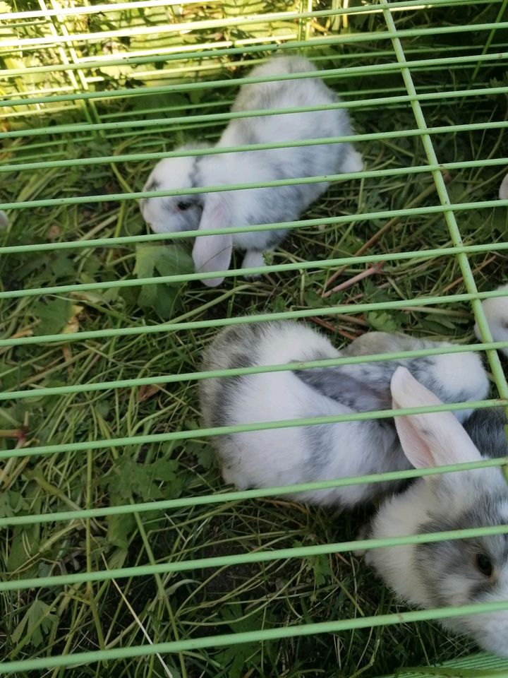 Rhön Widder kaninchen in Apolda