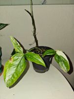 Zimmerpflanze: Syngonium Albo Variegata Hessen - Oberursel (Taunus) Vorschau