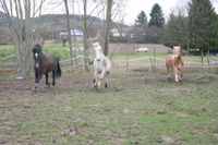 Pferd/Pony gefahren gerittene. Baden-Württemberg - Schallstadt Vorschau