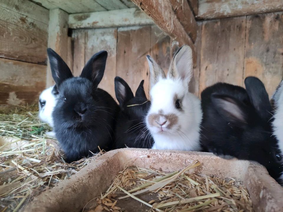 Kaninchen-Mittelgroße Rasse in Malschwitz