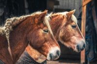 Pflegebeteiligungen für mehrere Pferde gesucht Thüringen - Nesse-Apfelstädt Vorschau