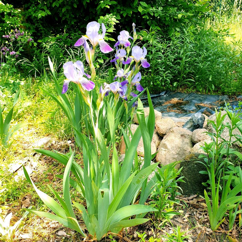 Muttertag ♡ Schwertlilien | Iris 20 cm Topf  blau/weiß Ableger in Schönborn