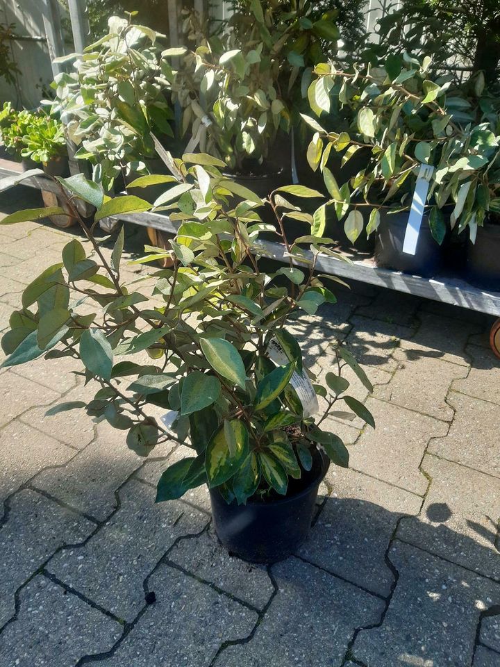 Elaeagnus ebbingei 'Limelight' 40-50cm in Simmerath