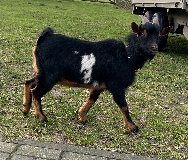 Zwergziegenbock in Wettringen