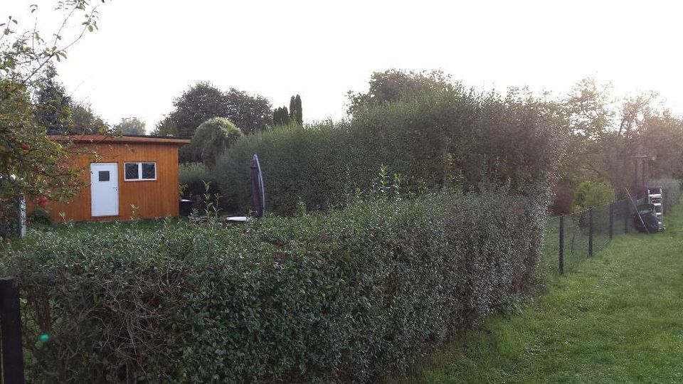 Fenster Reinigung , Gartenarbeiten usw. in Leipzig